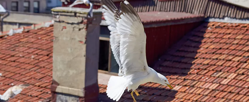 Residential Chimney Animal Removal Solution in Golden Gate, FL