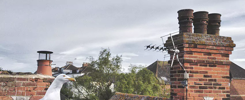 Chimney Cleaning And Restoration in Golden Gate, Florida